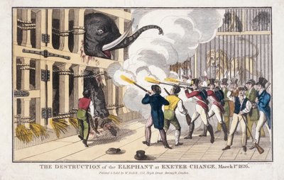 De vernietiging van de olifant vernietigd in Exeter 
