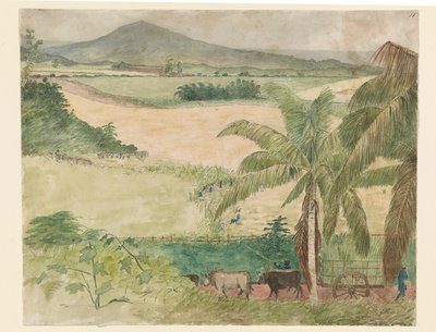 Suikerplantage - slaaf snijdt suikerriet door William     Berryman