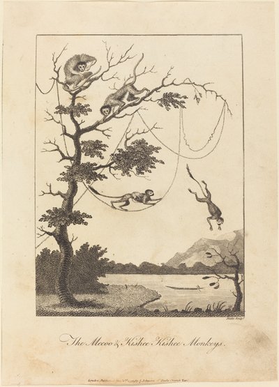 De Mecoo & Kisbee Kishee apen door William Blake after John Gabriel Stedman