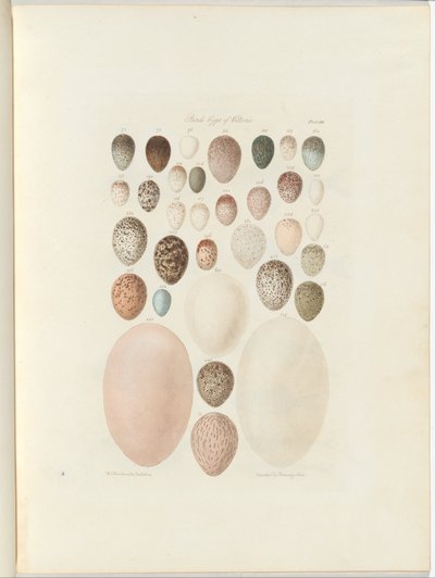 Vogeleieren van Victoria. het onuitgegeven folio Australia Terra Cognita door William Blandowski. 1855-56 door William Blandowski