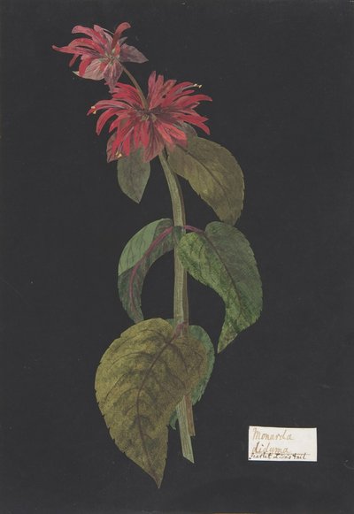 Monarda didyma, ca. 1791 door William Booth Grey