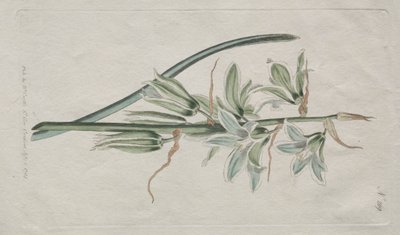Het Botanische Tijdschrift of Bloementuin Getoond: Ster van Bethlehem door William Curtis