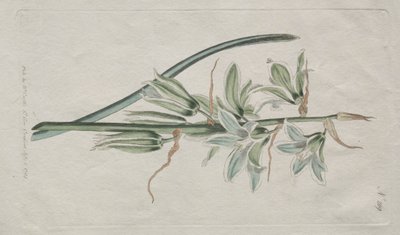 Het botanische tijdschrift of bloementuin tentoongesteld: Ster van Bethlehem door William Curtis