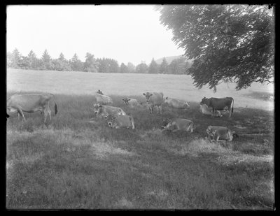 Koeien rustend onder een boom, waarschijnlijk de McCready Boerderij, Crawford County, Pennsylvania, ca. 1913 door William Davis Hassler