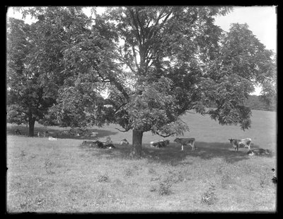 Koeien rusten onder een boom, waarschijnlijk de McCready Boerderij, Crawford County, Pennsylvania, c.1913 door William Davis Hassler