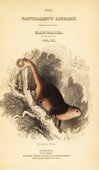 Sulawesi beermaki, Ailurops ursinus (gravure) door William Dickes