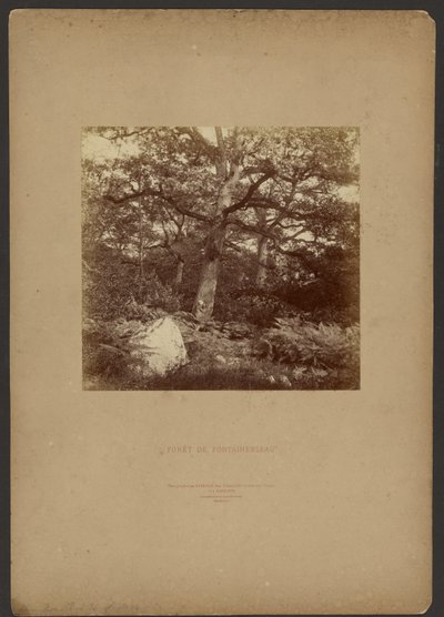 Bos van Fontainebleau door William Drooke Harrison