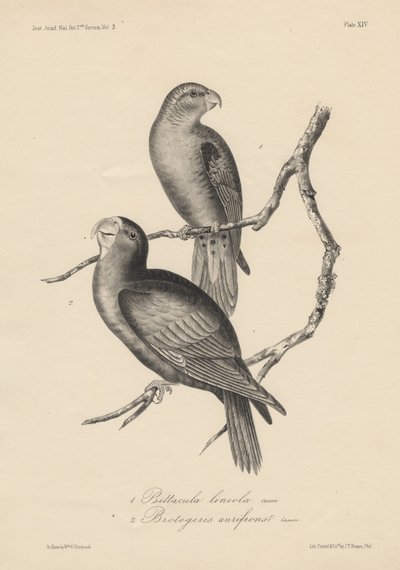 1. Psittacula lineola en 2. Brotogeris aurifrons, litho door J.T. Bowen, 1850 door William E. Hitchcock