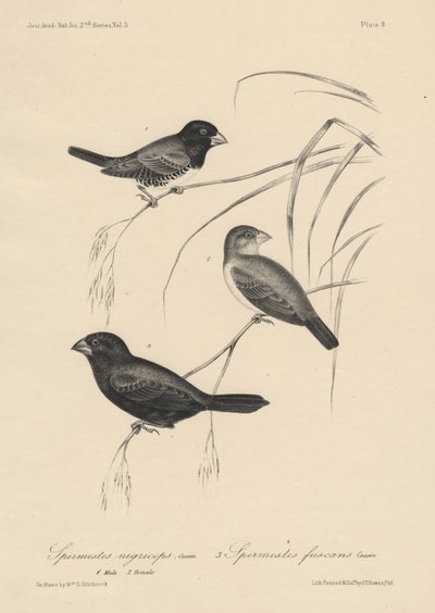 Spermestes Nigriceps (mannetje en vrouwtje) en Spermestes Fuscans, litho door J.T. Bowen, 1850 door William E. Hitchcock