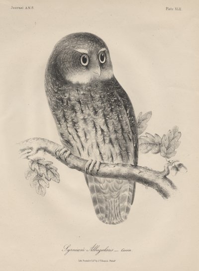 Syrnium Albogularis, litho door J.T. Bowen door William E. Hitchcock