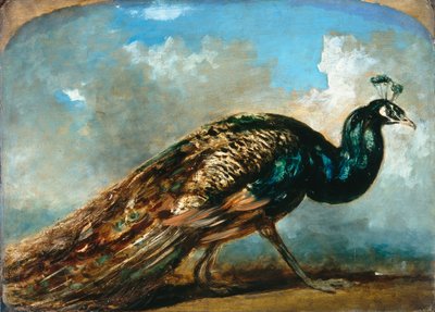 Studie van een pauw door William Etty