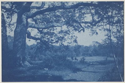 Grote eik aan de rand van de weide door William H. Cades