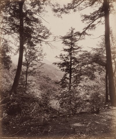Klifzicht door de bomen door William H. Rau