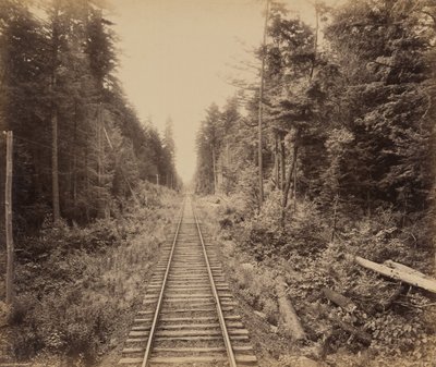 Hemlockbos door William H. Rau