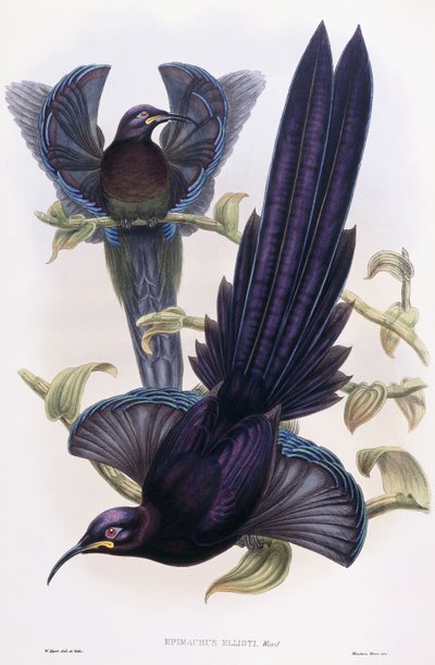 Epimachus Ellioti, Ward, ca. 1891-1898 door William Hart
