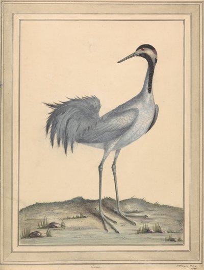 Een kraanvogel door William Hayes