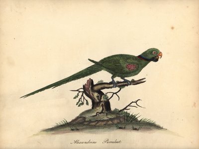 Alexandrijnse parkiet door William Hayes
