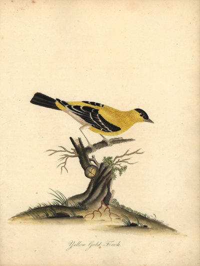 Amerikaanse distelvink, Carduelis tristis. Handgekleurde kopergravure van een illustratie door William Hayes uit Portretten van Zeldzame en Curieuze Vogels uit de Menagerie van Osterly Park. door William Hayes