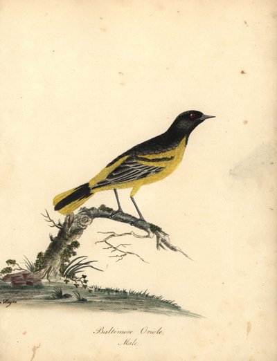 Baltimore troepiaal, Icterus galbula. Handgekleurde kopergravure van een illustratie door Matilda Hayes uit William Hayes