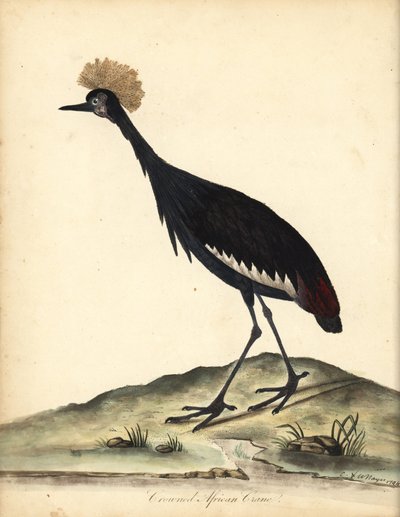 Zwarte kroonkraanvogel door William Hayes