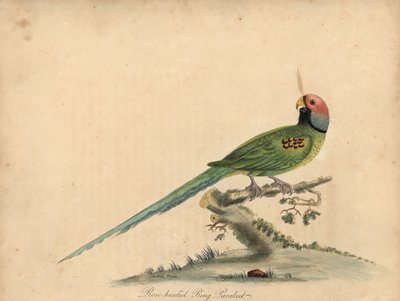 Blossom-headed parkiet door William Hayes