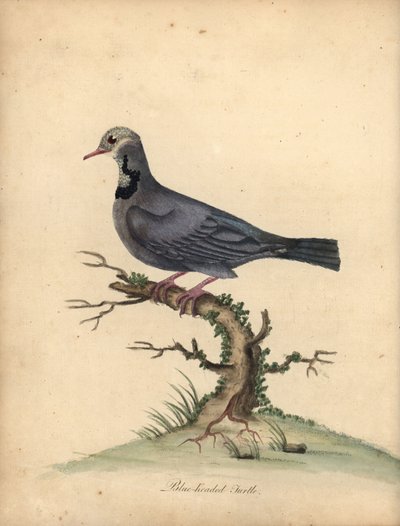 Blauwhoofdkwartelduif, Starnoenas cyanocephala. Bedreigd. Handgekleurde kopergravure van een illustratie door William Hayes uit Portretten van Zeldzame en Curieuze Vogels uit de Menagerie van Osterly Park, Londen door William Hayes
