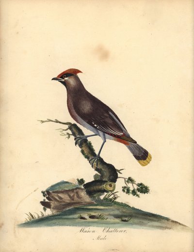 Pestvogel, Bombycilla garrulus. Handgekleurde kopergravure van een illustratie door A (Ann) Hayes uit William Hayes
