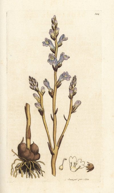 Vertakte bremraap, Orobanche ramosa. Handgekleurde kopergravure door James Sowerby uit James Smith