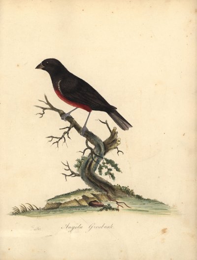 Kastanjebuik zaadvink, Oryzoborus angolensis. Handgekleurde kopergravure van een illustratie door William Hayes uit Portretten van Zeldzame en Curieuze Vogels uit de Menagerie van Osterly Park, Londen door William Hayes