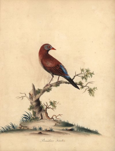 Gewone grenadier, Uraeginthus granatinus, inheems in Afrika. Handgekleurde kopergravure van een illustratie door William Hayes uit Portretten van Zeldzame en Curieuze Vogels uit de Menagerie van Osterly Park, Londen door William Hayes