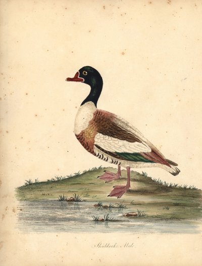 Bergeend, Tadorna tadorna. Handgekleurde kopergravure van een illustratie door William Hayes uit Portretten van Zeldzame en Curieuze Vogels uit de Menagerie van Osterly Park, Londen door William Hayes