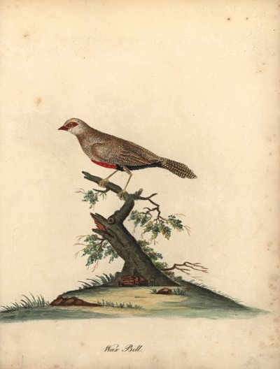 Gewone wasvogel, Estrilda astrild. Handgekleurde kopergravure van een illustratie door William Hayes uit Portretten van zeldzame en curieuze vogels uit de Menagerie van Osterly Park door William Hayes
