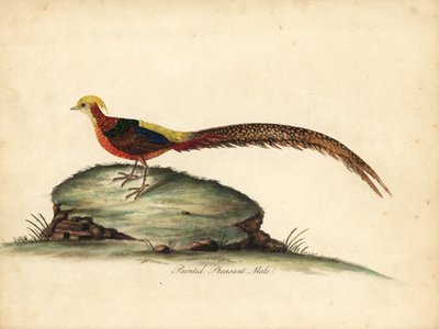 Gouden of Chinese fazant, Chrysolophus pictus, mannetje. Handgekleurde kopergravure van een illustratie door William Hayes uit Portretten van Zeldzame en Curieuze Vogels uit de Menagerie van Osterly Park, Londen door William Hayes