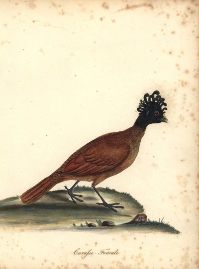 Grote hokko, vrouwtje door William Hayes