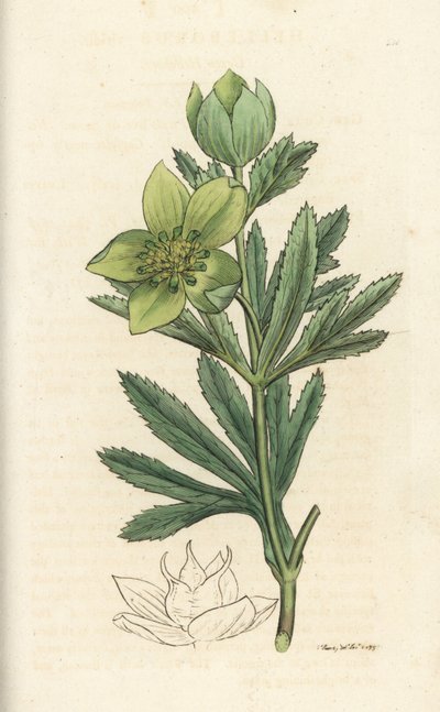 Groene nieskruid, Helleborus viridis door William Hayes