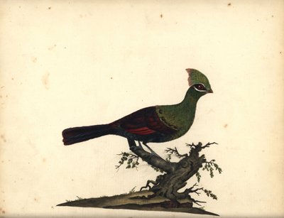 Groene toerako, Tauraco persa. Handgekleurde kopergravure van een illustratie door William Hayes uit Portretten van Zeldzame en Curieuze Vogels uit de Menagerie van Osterly Park, Londen: Bulmer door William Hayes