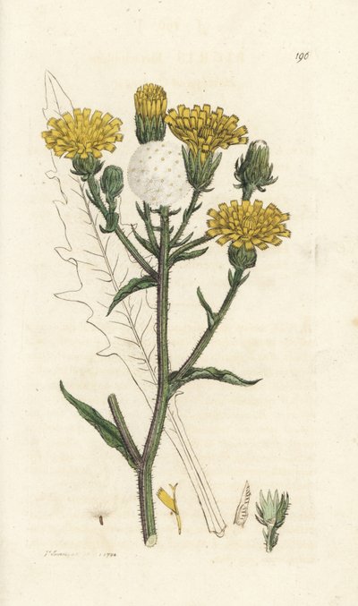 Havikskruid ossentong, Picris hieracioides. Handgekleurde kopergravure door James Sowerby uit James Smith