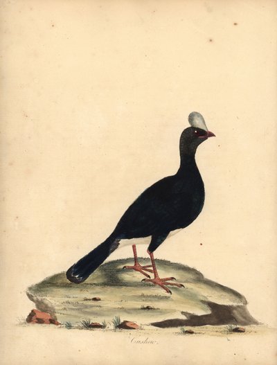 Gehoornde currasow, Pauxi unicornis. Bedreigd. Handgekleurde kopergravure van een illustratie door William Hayes uit Portretten van Zeldzame en Curieuze Vogels uit de Menagerie van Osterly Park door William Hayes