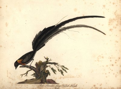 Langstaartparadijswida, mannetje door William Hayes