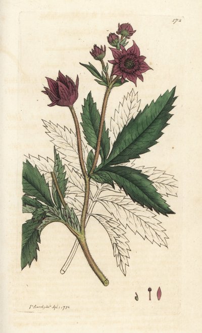 Moerasvijfvingerkruid, Comarum moeras. Handgekleurde kopergravure door James Sowerby uit James Smith
