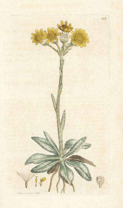 Bergvlooienkruid, Tephroseris integrifolia door William Hayes