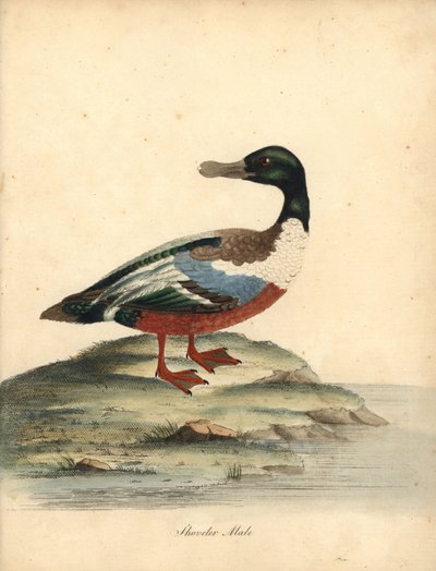 Slobeend, Anas clypeata, mannetje. Handgekleurde kopergravure van een illustratie door William Hayes uit Portretten van Zeldzame en Curieuze Vogels uit de Menagerie van Osterly Park, Londen door William Hayes
