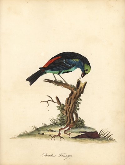 Paradijs tangara door William Hayes
