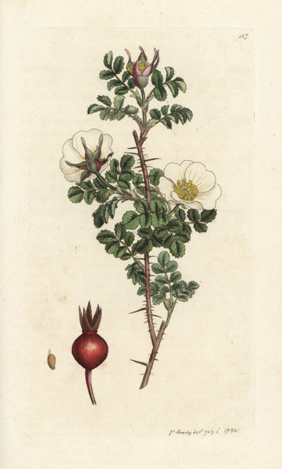 Roze burnet, Rosa spinosissima (Handgekleurde kopergravure door James Sowerby uit James Smith