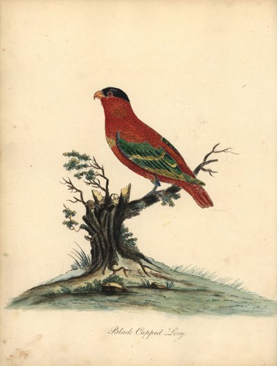 Roodnek lori, Lorius domicella. Bedreigd. Handgekleurde kopergravure van een illustratie door William Hayes uit Portretten van Zeldzame en Curieuze Vogels uit de Menagerie van Osterly Park, Londen door William Hayes
