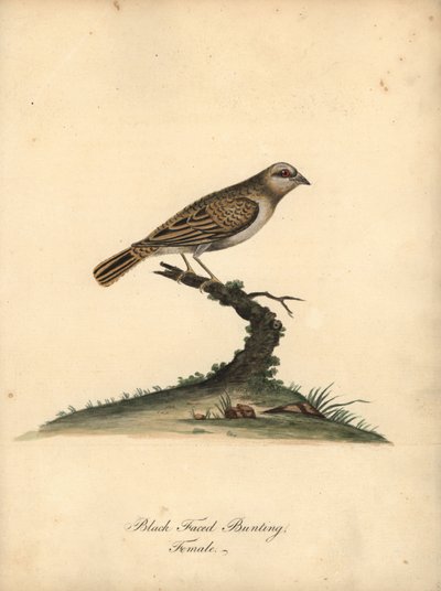 Roodbekwever, Quelea quelea, vrouwtje. Handgekleurde kopergravure van een illustratie door William Hayes uit Portretten van Zeldzame en Curieuze Vogels uit de Menagerie van Osterly Park, Londen door William Hayes
