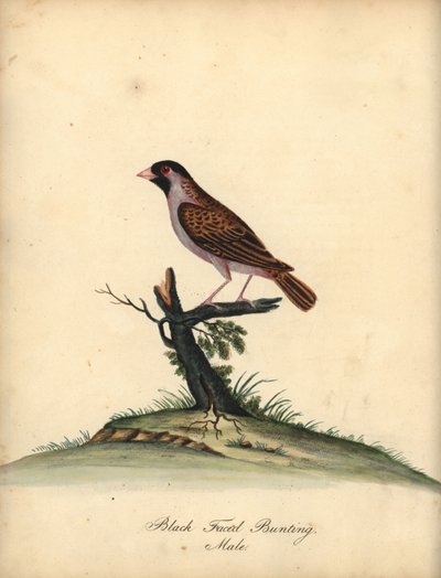 Roodbekwever, Quelea quelea, mannetje. Handgekleurde kopergravure van een illustratie door William Hayes uit Portretten van Zeldzame en Curieuze Vogels uit de Menagerie van Osterly Park. door William Hayes