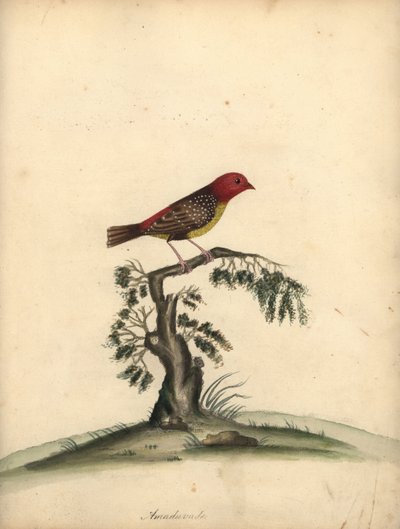 Rode avadavat, Amandava amandava. Handgekleurde kopergravure van een illustratie door William Hayes uit Portretten van Zeldzame en Curieuze Vogels uit de Menagerie van Osterly Park. door William Hayes