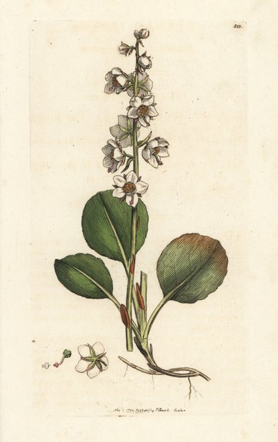 Rondbladige wintergroen, Pyrola rotundifolia. Handgekleurde kopergravure door James Sowerby uit James Smith