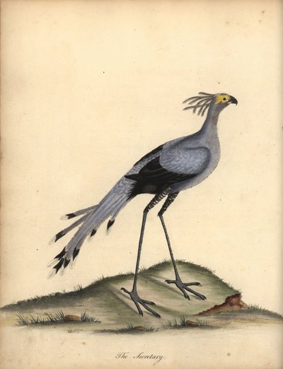 Secretarisvogel, Sagittarius serpentarius. Kwetsbaar. Handgekleurde kopergravure van een illustratie door William Hayes uit Portretten van Zeldzame en Curieuze Vogels uit de Menagerie van Osterly Park. door William Hayes